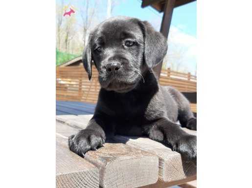 LABRADOR RETRIEVER YAVRULARI 