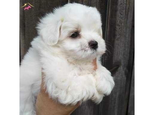 MUKEMMEL MALTESE TERRIER YAVRULARIMIZ AŞILARI TAM 