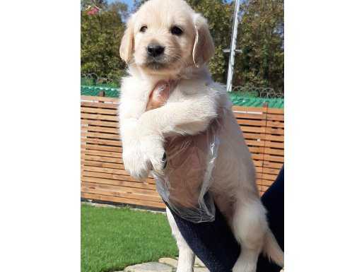 MUHTEŞEM Baby Face Golden Retriever Yavruları 