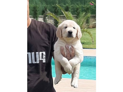 Turkiyenin En Özel Golden Retriever Yavrulari  