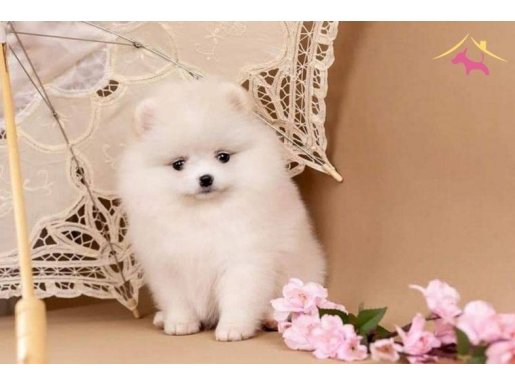 Pomeranian Boo Yavruları   