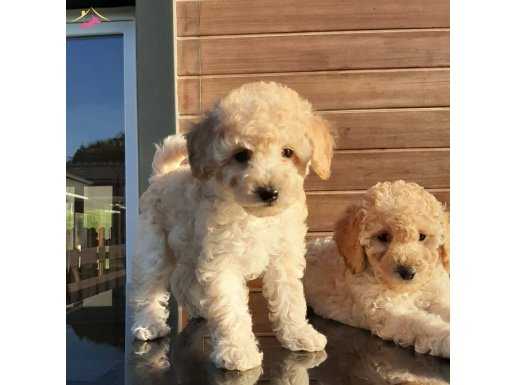 En Sevimli Toy Poodle Yavruları 