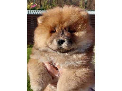Aslan parçası chow chow yavruları 