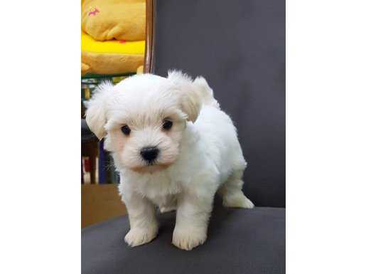 Tea Cup Maltese Terrier Yavruları Sağlık ve ırk garantilidir