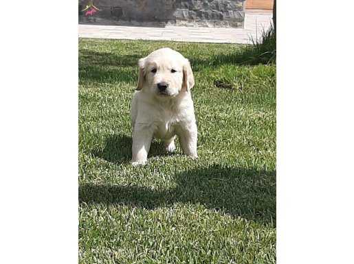 Golden Retriever Yavruları Istanbul     