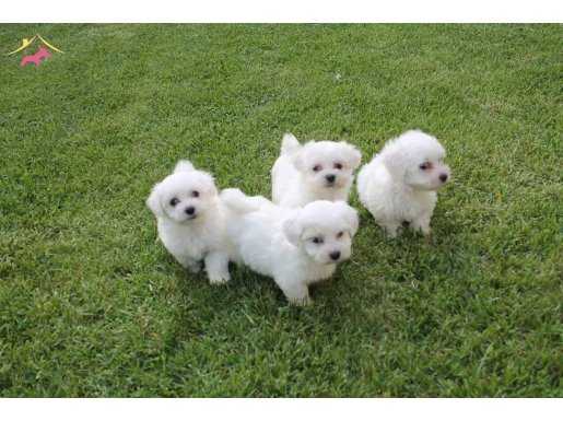 %% ORJİNAL MALTESE TERRIER YAVRULARI 