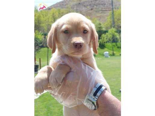 LABRADOR RETRIEVER YAVRULARI     