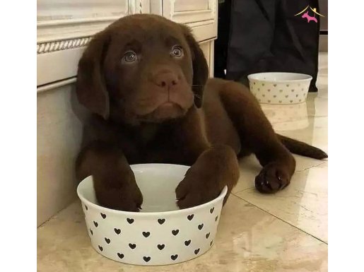 Çikolata Labrador Retriever Yavruları    