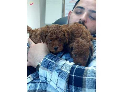 Red Brown Toy Poodle Yavruları İstanbul  