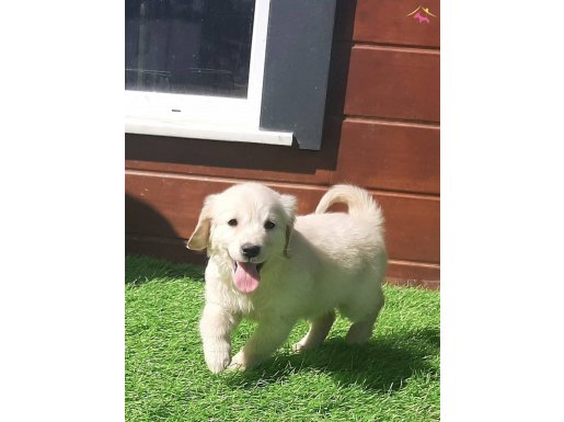 TURKİYENİN EN ÖZEL GOLDEN RETRIEVER YAVRULARI 