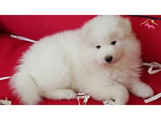 %100 SAFKAN SAMOYED YAVRULARI  ÇİFTLİKTEN   