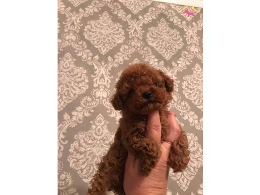 RED BROWN TOY POODLE YAVRULARI ISTANBUL 