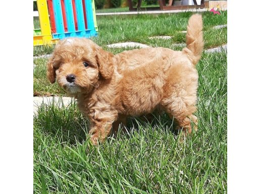 %% ORJİNAL F2 MALTIPOO YAVRULARİMİZ 