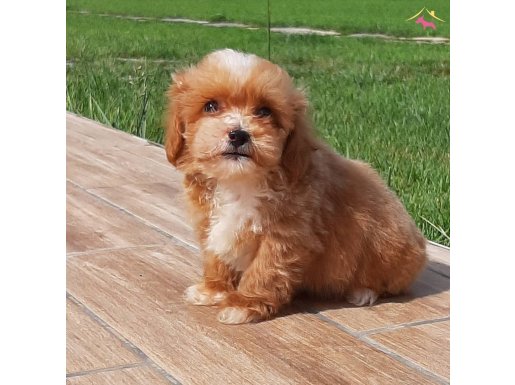 Maltipoo Yavruları Sağlık Ve İrk Garantili 