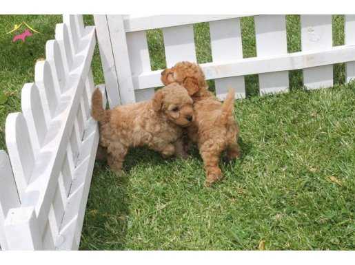Birinci Sinif Red Brown Toy Poodle Yavruları 