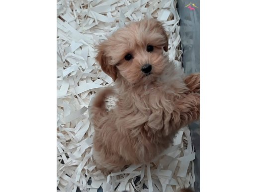 MALTİPO YAVRULARI AŞILARI TAM