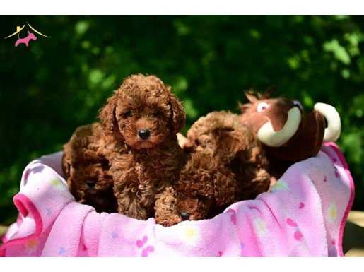BENZERSİZ TOY POODLE YAVRULARI RED BROWN 