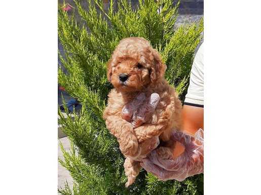 Poodle Yavrularımız Mükemmel 