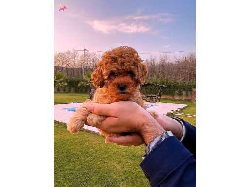 Anne Altindan Red Brown Toy Poodle Yavruları 