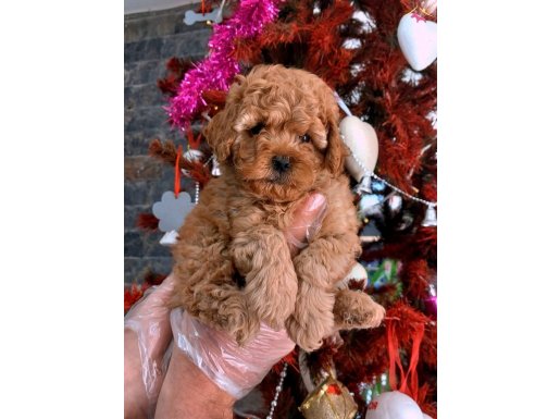 Sağlık ve ırk garantili red brown poodle yavrulari 