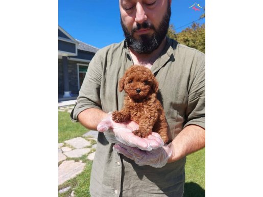 %% Red Brown Toy Poodle Yavruları 