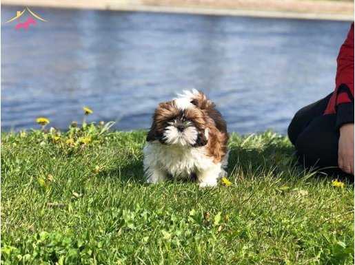 Shih Tzu Yavrulari Safkan  