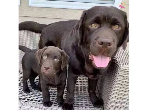 LABRADOR RETRİEVER YAVRULARI  