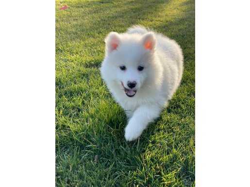 Maşallah demeden bakılmayacak güzellikte samoyed bebekleri