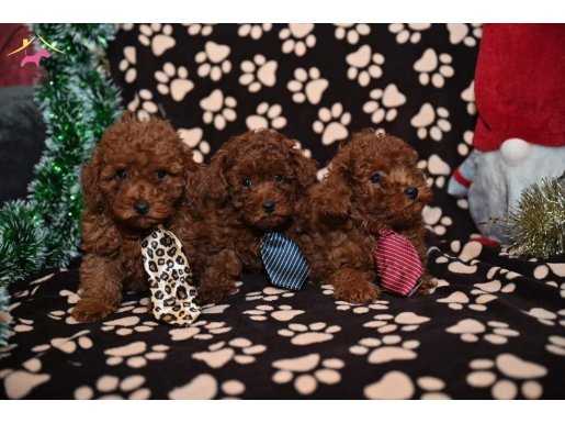 Red Brown Toy Poodle Yavruları İstanbul 