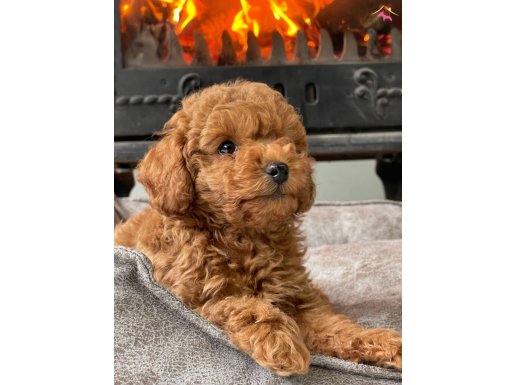 BENZERSİZ TOY POODLE YAVRULARI ISTANBUL 