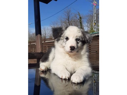 Blue Marley Border Collie Yavruları  