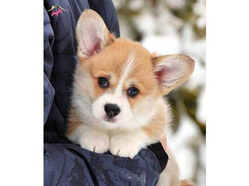 Pembroke Welsh Corgi Yavruları 