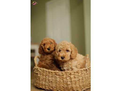 MUKEMMEL TOY POODLE YAVRULARI ÇİFTLİKTEN    