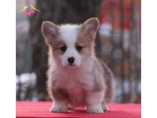 Pembroke Welsh Corgi Yavruları Geldi