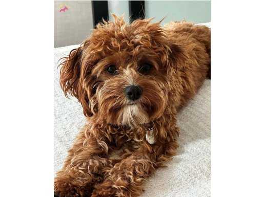 Cavapoo Yavruları Muhteşem Kalitede 