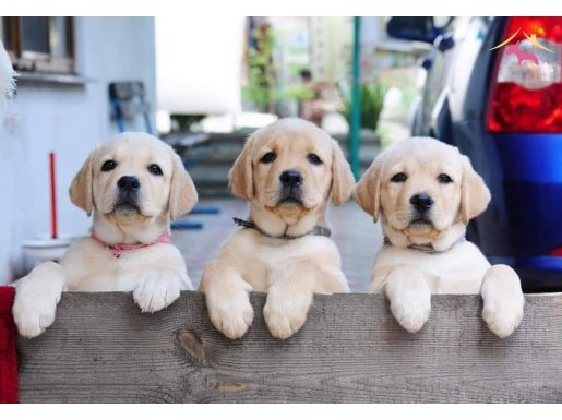 LABRADOR RETRİEVER YAVRULARI Çiftlikten