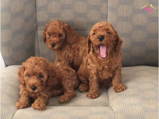 KIZIL TOY POODLE YAVRULARI  ÇİFTLİKTEN