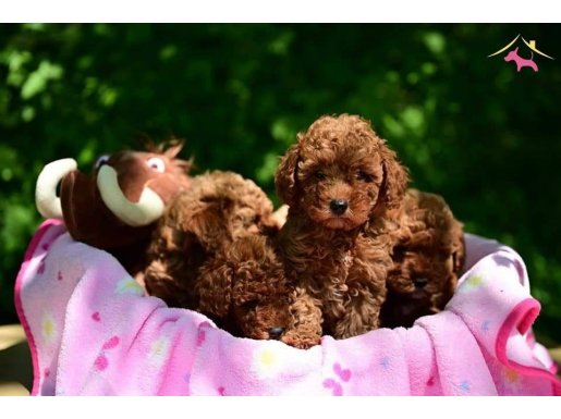 Mukemmel Poodle  Bebeklerimiz  Aşıları Tam