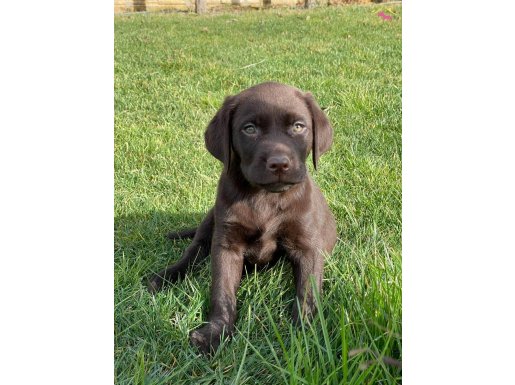 CIKOLATA LABRADOR RETRİEVER YAVRULARI Çiftlikten  