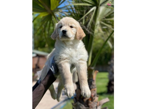 GOLDEN RETRIEVER YAVRULARI BIRINCI SINIF