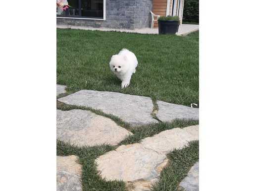 POMERANİAN BOO YAVRULARI 
