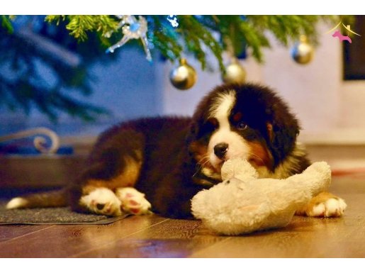 Bernese Moıntaın Dog Yavruları 