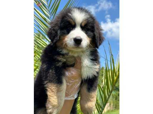 Bernese Moıntaın Dog Yavruları    