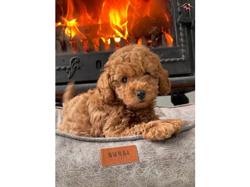Poodle  Bebeklerimiz  Aşıları Tam