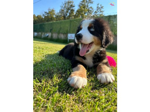 Bernese Moıntaın Dog Yavruları Blue Merle