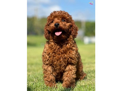 En Özel Toy Poodle Yavrularımiz