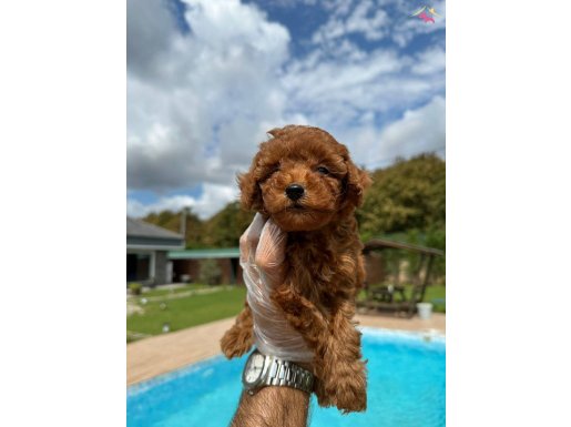 Orjinal Mini Red Brown Poodle Yavrularımız 