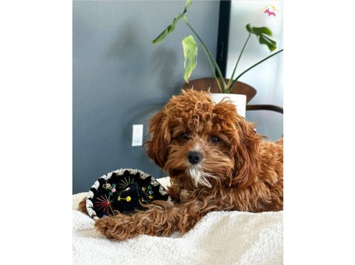 MUHTESEM Cavapoo Yavrulari