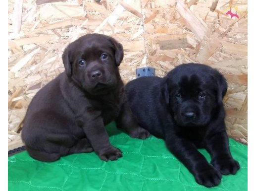 EFSANE LABRADOR RETRIEVER YAVRULARI