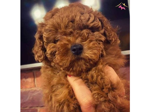 En Sevimli Toy Poodle Yavruları sizleri bekliyor 